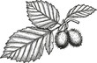 © Purple_Lamp - Hazelnut branch with three burr covered nuts and serrated leaves vintage botanical illustration