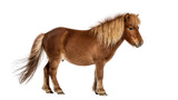 Isolated brown Icelandic pony with long blonde mane and tail standing sideways
