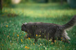 © AlexGo - Gray cat exploring the garden