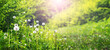 © Larysa - Magical glade with white dandelions among bright green forest in radiant sunlight wide format summer scene