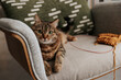 © Westend61 - Tabby cat relaxing on chair with knitting yarn in cozy home setting