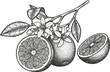 © Purple_Lamp - Black and white detailed hand drawn illustration of an orange fruit branch with flowers and cut halves