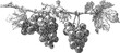 © Purple_Lamp - Detailed hand drawn illustration of grapevine branch with ripe grape clusters and leaves in vintage