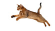 © Lukas - Dynamic Abyssinian cat captured mid-air, a graceful feline leaping with energy, isolated on transparent background, perfect for pet-themed designs PNG