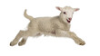 © Ozols - Energetic fluffy white lamb leaping mid-air, a joyful young sheep captured in dynamic motion, isolated PNG on transparent background, perfect for farm animal themes
