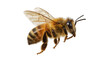 © Petra - Detailed honey bee in flight, isolated on a clean background, showcasing its furry body and delicate transparent wings, high-resolution PNG
