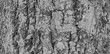 © Maria Novas - textura casca de árvore