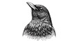© Niloy - Bird head illustration, black and white, detailed feathers, bird portrait, wildlife art