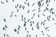 © chokniti - Large flock of stork bird migration flying sky wildlife nature animal freedom group overcast wings pattern seasonal travel journey avian outdoor environment formation synchronized natural wild