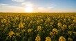 © Anton - Vibrant yellow flower field under sunny sky at sunset scenic landscape