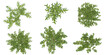 © Saifstock - Collection of Aizoon plants on transparent background from the top view