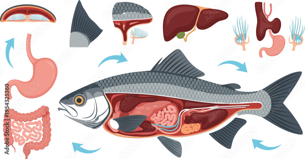 Fish internal anatomy diagram with digestive organs gills liver