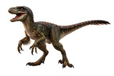 Realistic Velociraptor Dinosaur Full Body Isolated on Transparent Background, Fierce Prehistoric Predator with Open Mouth and Sharp Teeth, Detailed Jurassic Reptile PNG Transparent Background