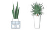 © James - Modern potted plants including a snake plant and a yucca in stylish white pots for interior home office decoration ideas.
