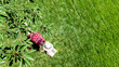 © Iuliia Sokolovska - Young woman reading book in park in summer, girl relaxing outdoors on grass with book and headphones, analog lifestyle and digital detox trend, aerial drone view from above