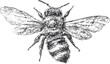 © Purple_Lamp - Detailed black and white bee illustration with wings spread, insect anatomy sketch, honeybee drawing