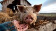 © svastix - A charming piglet gazes curiously at a farmer, showcasing the playful nature of farm life. The image emphasizes the bond between animals and humans.