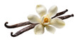 © Andrej - Isolated vanilla flower with fragrant pods, aromatic spice ingredient for sweet desserts and culinary use