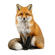 © Niranjon - Stunning Red Fox Sitting Alert with Fluffy Tail Wrapped Forward, Vivid Orange Fur and Detailed Texture, Isolated on Transparent Background, High-Quality PNG Cutout for Wildlife Design Projects