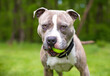 © Mary Swift - A Pit Bull Terrier mixed breed dog holding a ball in its mouth