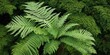 © antishock - Lush ferns dominate scene. Vibrant green foliage contrasts dark background. Natural textures create calming effect.