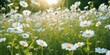 © antishock - Daisy field bathed in sunlight. Lush greenery surrounds delicate white petals. Peaceful scene evokes warmth, serenity, natures beauty.