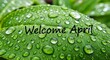 © repan - Fresh green leaf with welcome april text and morning dew drops
