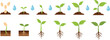 © AdhinChandra - Plant growth stages vector illustration showing seed germination root development watering process and young seedlings in soil for agriculture education design