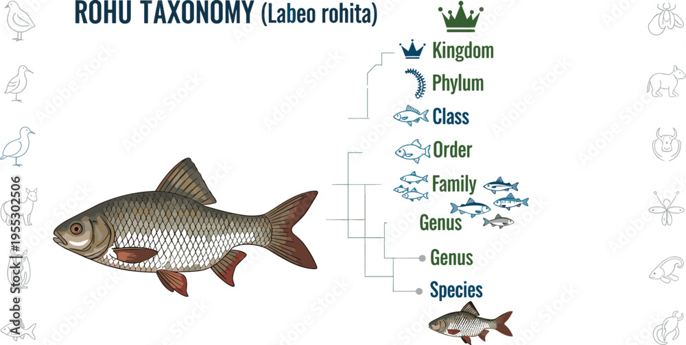 Phylum Vector Vector de Stock Rohu fish taxonomy classification diagram Labeo rohita ...