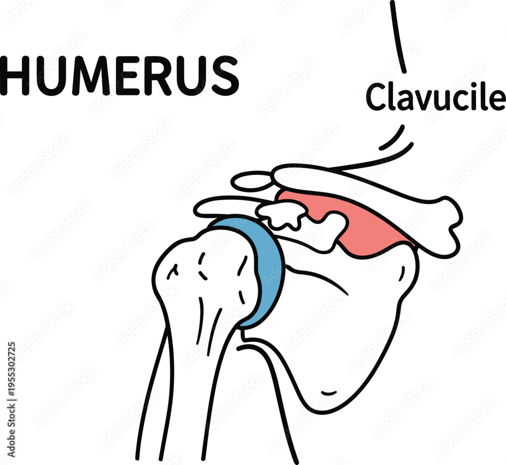 Shoulder joint anatomy vector illustration showing humerus clavicle and ...