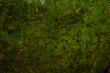 © Riley - Green moss texture on rock surface natural organic background pattern