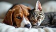 © Maryna - Beagle dog and tabby cat nap together on soft white blanket. Feline animal rests its head near canine companion, showing sweet pet friendship and family bond in cozy home setting.