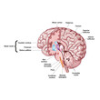 © Chai - Detailed human brain anatomy illustration showing basal nuclei, thalamus, brainstem, and cerebellum with labeled structures for neuroscience and medical education.