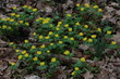 © leomalsam - Winter aconites in the forest