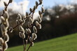 © leomalsam - Willow catkins in spring time
