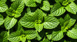 © MDABUUSUF - Fresh green mint leaves in close up view