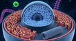 © Frame - 3D illustration of a biological cell nucleus with chromosomes and endoplasmic reticulum with ribosomes