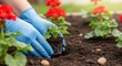 © Eve - Hands in blue gloves planting red geranium flower in garden soil. Spring gardening professional work, outdoor hobby, botanical growth, agriculture seedling process, nature environment care.