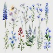 © wakhid saiful anam - Delicate Watercolor Illustrations of Assorted Blue and Purple Wildflowers with Green Stems on a Light Background