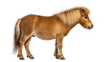 Stunning side profile of a beautiful light brown Icelandic pony with a flowing blonde mane