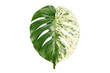© Tusike - Variegated monstera albo leaf tropical plant transparent background