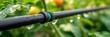 © Premium_art - Close-up of a drip irrigation system with water droplets on a green background.