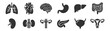 © gerik_a - collection of human internal organs icons including lungs heart brain stomach liver intestines kidney pancreas bladder uterus on transparent background