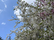 © satura_ - Dense spring blossoms covering branches in warm daylight. Abundance, renewal, fertility, seasonal transition, natural texture, urban stillness, and the fleeting beauty of flowering before leaf and