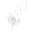 © Felippe Lopes - A dandelion clock releasing its seeds into the air. PNG, isolated on white background