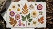 © Zidan - An Assortment of Pressed Botanical Specimens Including Various Flowers and Leaves on Textured Paper