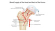 © Vrinda Creative - Blood Supply of the Head and Neck of the FemurAnatomical diagram showing arterial supply to the femoral head including retinacular arteries, medial and lateral circumflex femoral arteries, and artery