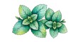© yesi - Fresh Mint Leaves - Watercolor Illustration for Culinary and Herbal Use.