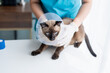 © Charlie's - Vet surgeon. Siamese Cat on examination table of veterinarian clinic. Veterinary care. Vet doctor and Siamese cat