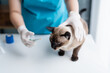 © Charlie's - Vet surgeon. Siamese Cat on examination table of veterinarian clinic. Veterinary care. Vet doctor and Siamese cat